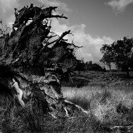 Becky in uprooted tree 1984