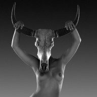 water buffalo series no3 2009
