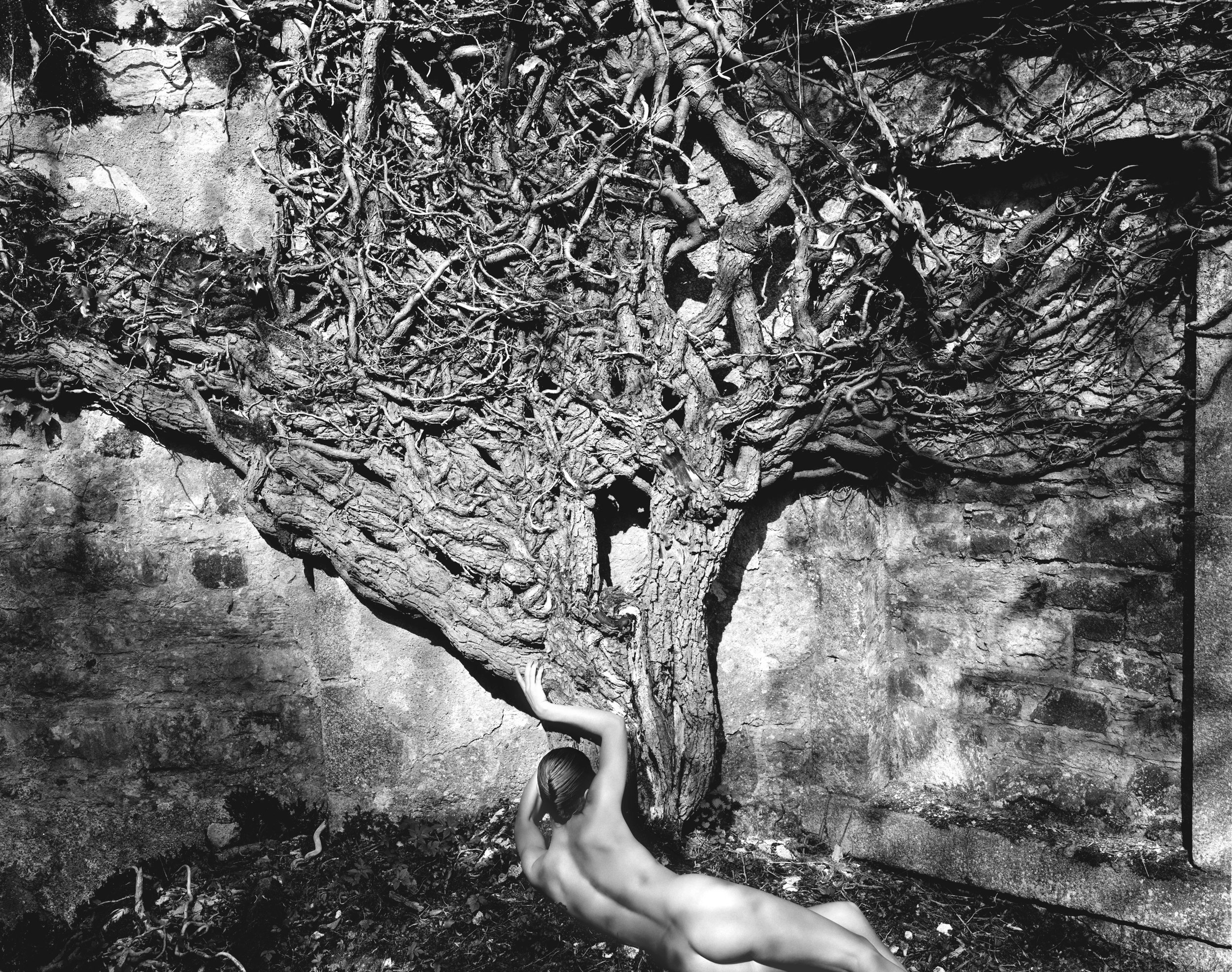 Naked Vine 1985